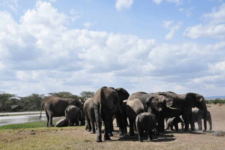 7 Days Kenya Exotic Safari