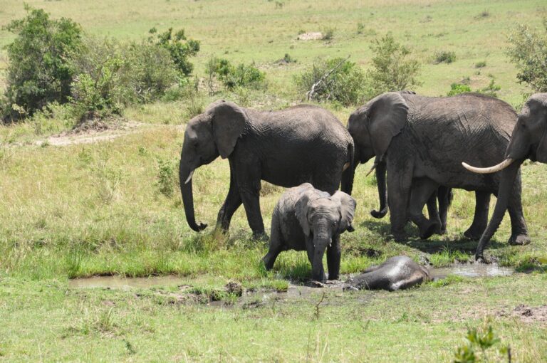 8 Days Best of Kenya Safari