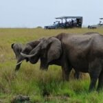 3 days Masai Mara budget safari